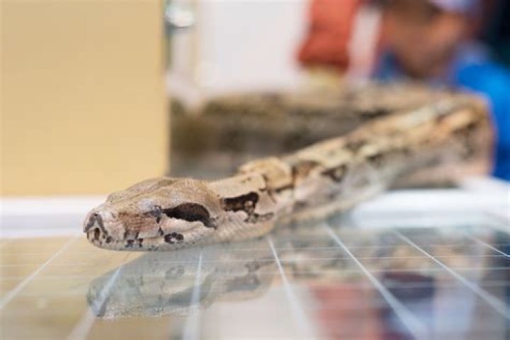 11 Cleaning Habits That Are Attracting Snakes to Your Home