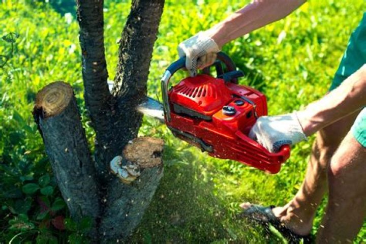 5 Invasive Trees You Need to Remove From Your Yard Immediately