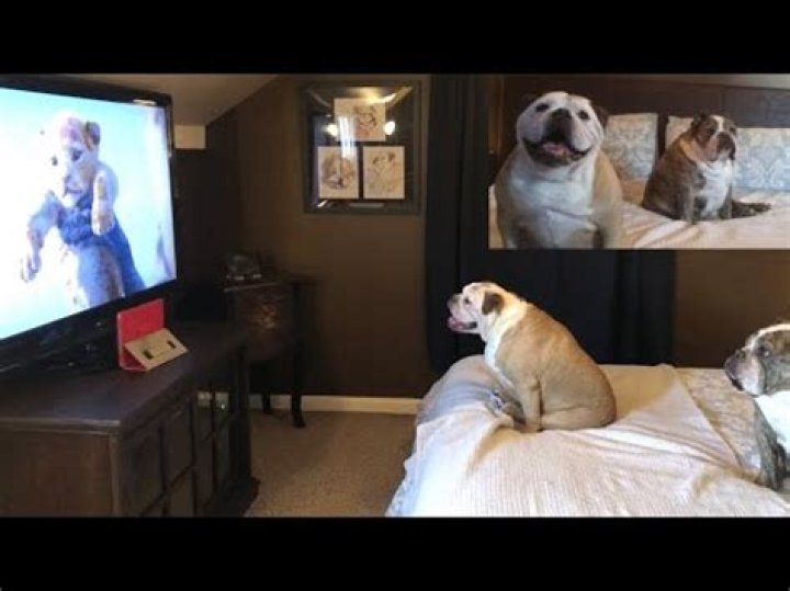 Elvis and Khaleesi Youtuber overview