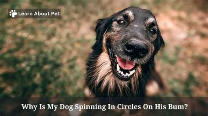 Here's Why Your Dog Is Really Spinning in Circles, According to Experts