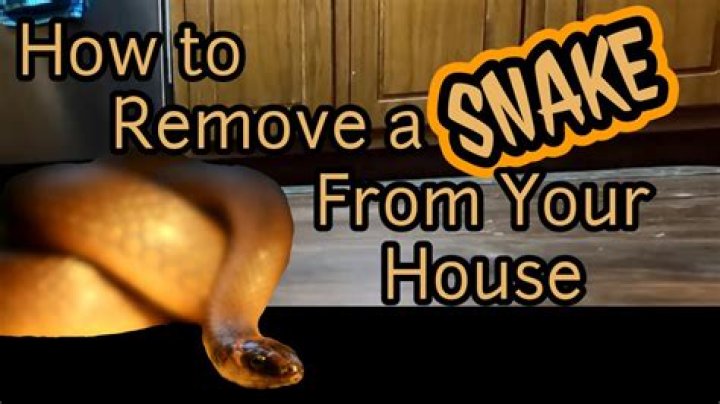 The First Place You Should Check for a Snake in Your Home, Experts Say